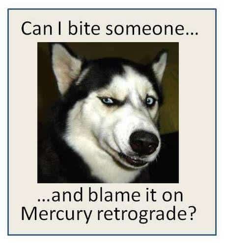 Mercury Retrograde Memes: Dog meme. Kan jag bita någon...och skylla på Mercury retrograd?