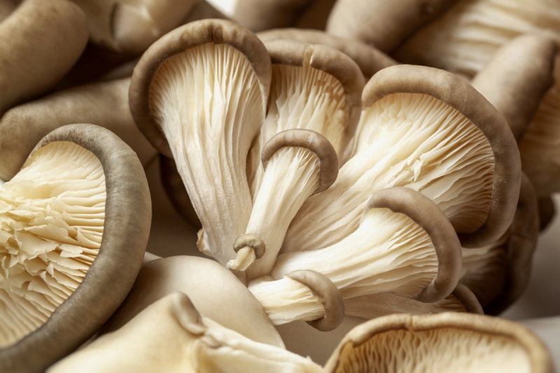   Funghi Ostriche