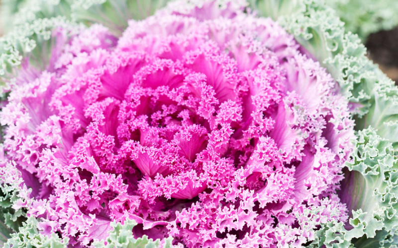  iStock