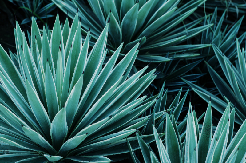   Pianta di agave blu