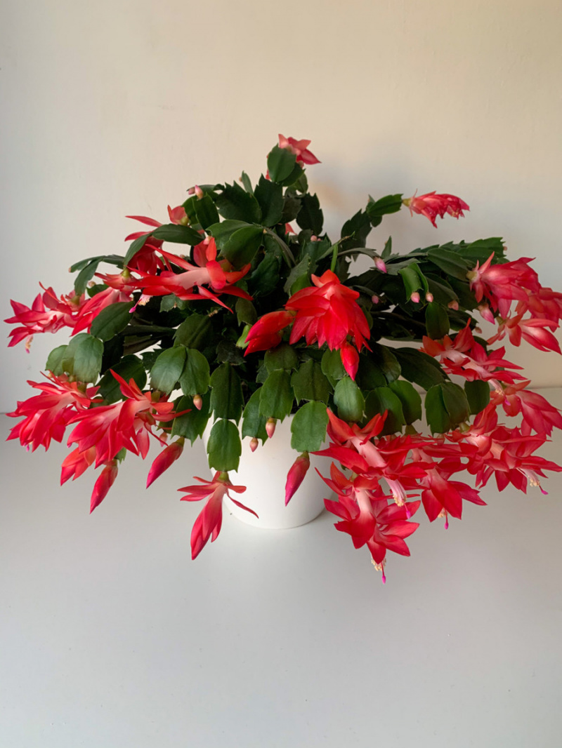 Thanksgiving-cactus