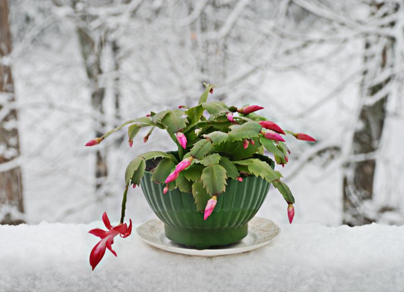 Kerstcactus