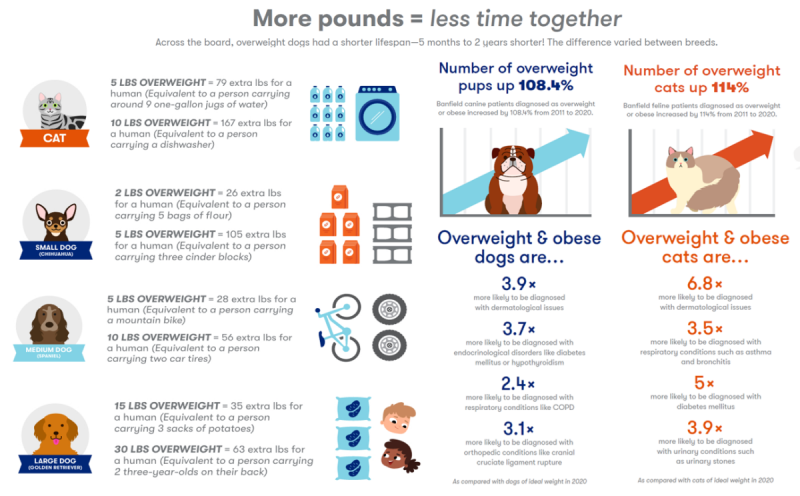   Immagine per gentile concessione del Banfield Pet Hospital