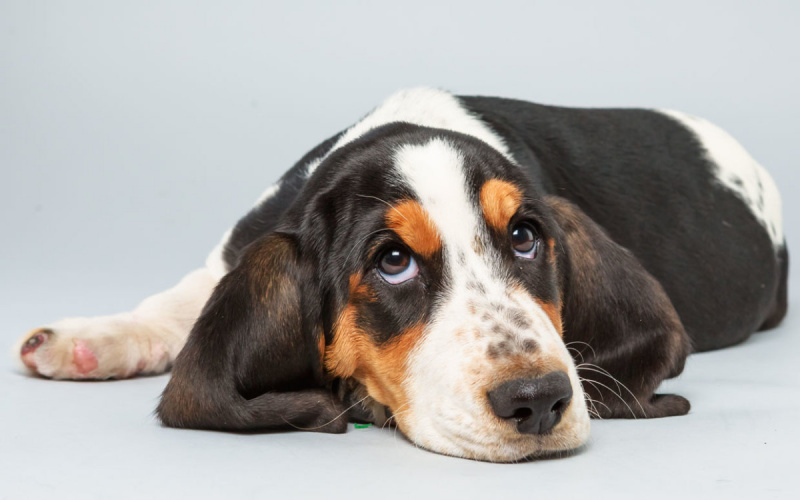  Ένας διαγωνιζόμενος στο Puppy Bowl προετοιμάζεται