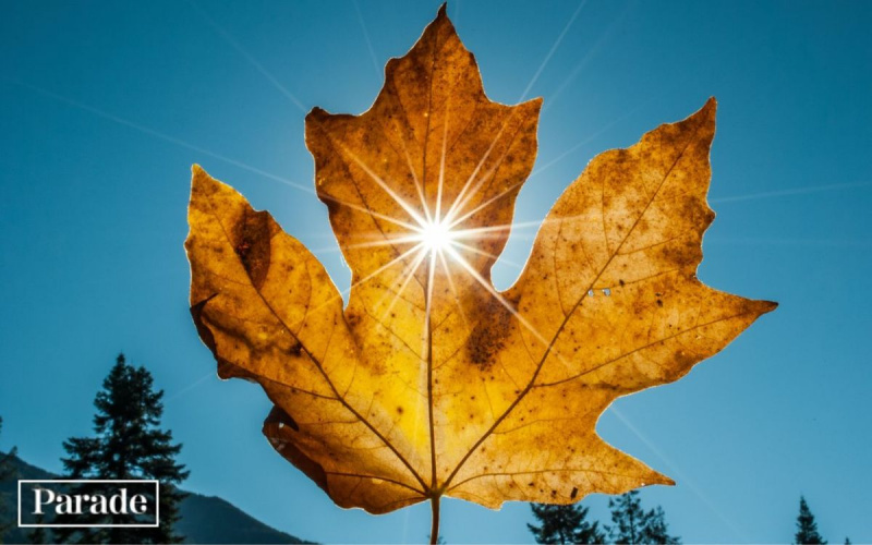   Foglia d'autunno