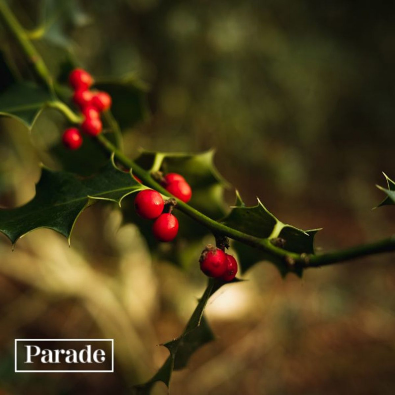   Kalėdų simbolis Holly
