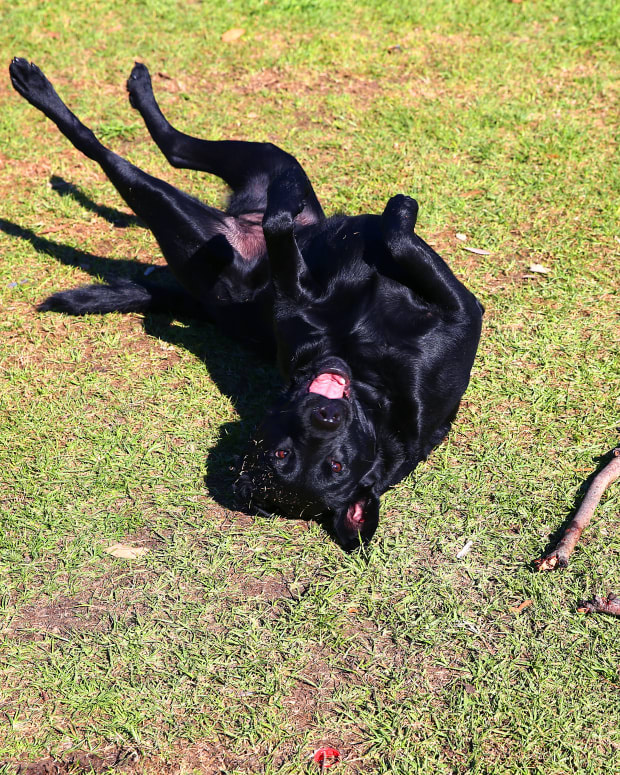 Melns labradors spēlējas ar nūju uz zāles piektdien, 2015. gada 31. jūlijā, Melburnā, Austrālijā (Foto: Stīvs Kristo) (Steve Christo/Corbis, izmantojot Getty Images)