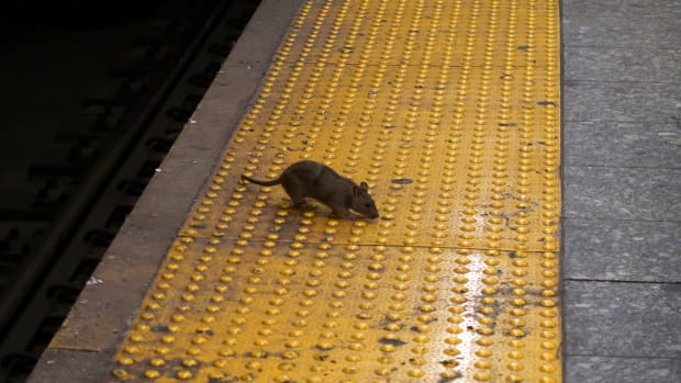  NEW YORK, NY - 3 SEPTEMBER: En råtta letar efter mat på tunnelbaneplattformen på Herald Square den 3 september 2019 i New York City. (Foto av Gary Hershorn/Getty Images)