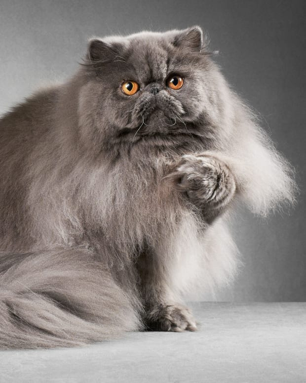   Una foto de estudio de un gato persa azul sentado y levantando su pata delantera izquierda.