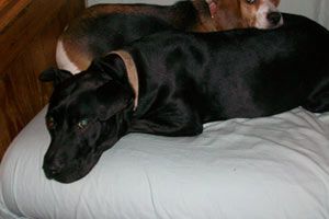 Gracie