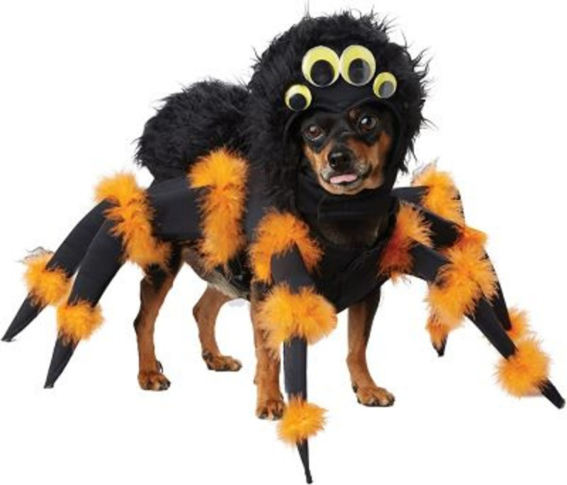 Hundspindeldräkt