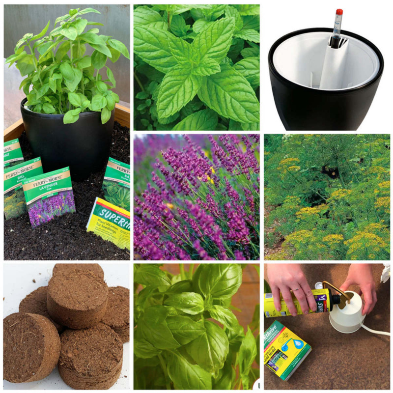   Ferry-Morse Herb Kit