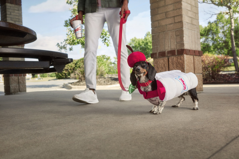  Sonic Halloween kostume til hund