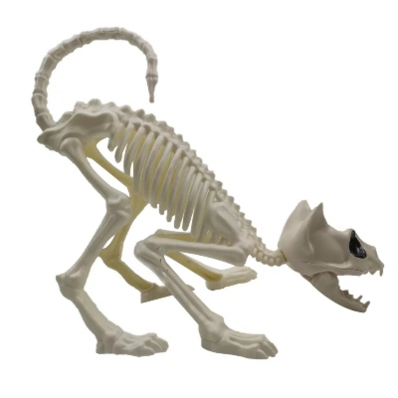   esqueleto-de-gato-agachado