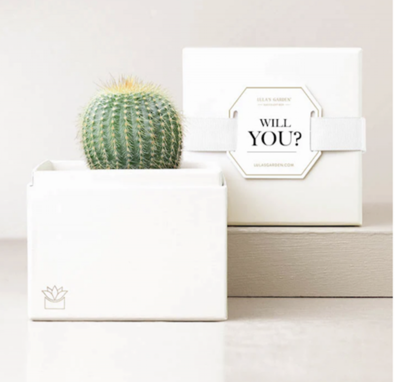   Cactus da damigella d'onore