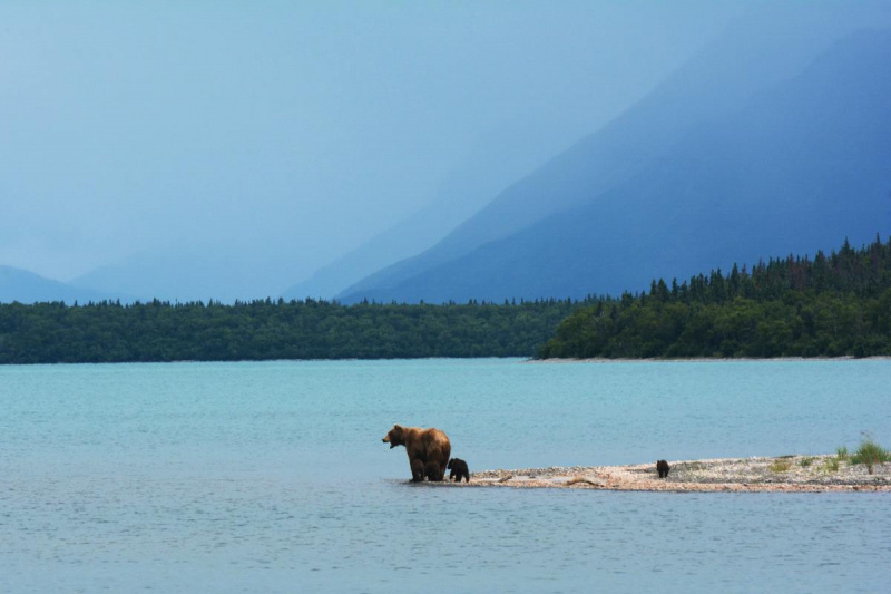 Orsi visti nel Parco Nazionale di Katmai in Alaska
