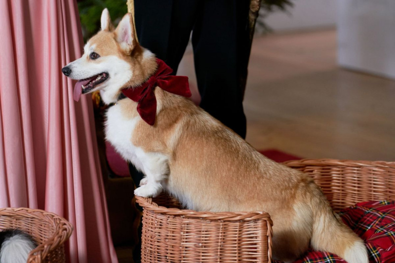 Χριστούγεννα Royal Corgi - 33
